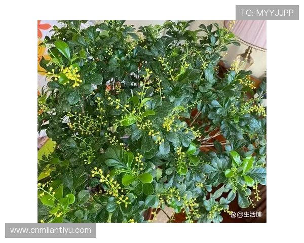 米兰开花的周期是多久每年几次以及花期持续时间分析 米兰开花的周期是多久每年几次以及花期持续时间分析